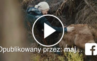 Szkolenie psów OPOLSARU na terenie Stobrawskiego Parku Krajobrazowego