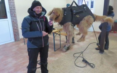 Jeden z naszych zespołów zakończył tygodniowe szkolenie SAR K9  w Wałbrzychu.