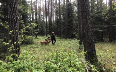 Szkolenie psów ratowniczych SAR K9