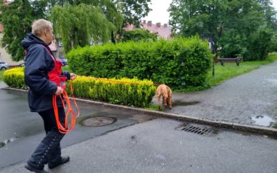 Ponownie gościliśmy na Śląsku w ramach 2-dniowego seminarium dla zaawansowanych zespołów tropiących.