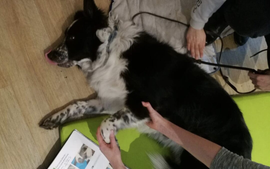 Nasi wolontariusze na kursach zawodowych zgłębiają wiedzę z zakresu zoofizjoterapii. Towarzyszą im psy ratownicze.