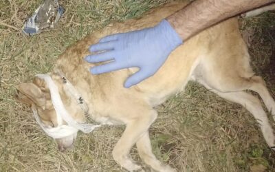 Przewodnik psa ratowniczego pomógł rannemu zwierzęciu.