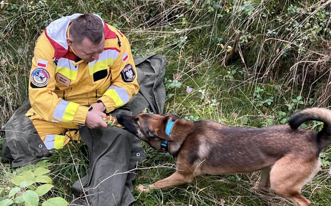 Gaja – owczarek belgijski – dołączył do szkolenia psów ratowniczych.