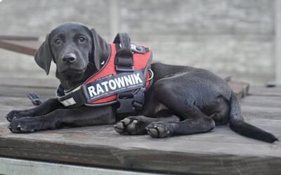 Do zaspołu OPOLSARU dołączyła labradorka MOYA.