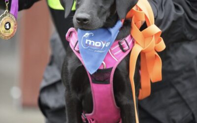 Labradorka Moya wsparła opolskich „adopciaków”.