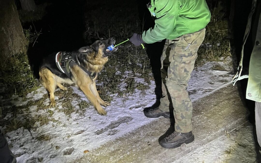 Nocne szkolenie psów.