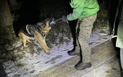 Nocne szkolenie psów.