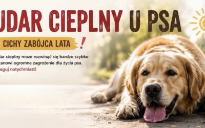 Gorąco. Wiesz, jak rozpoznać udar cieplny u psa?