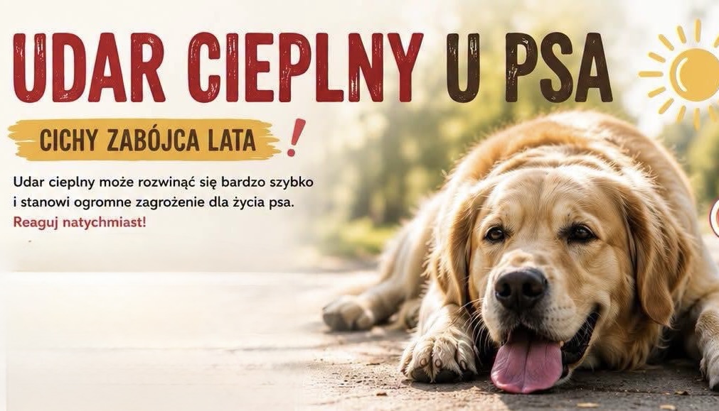 Gorąco. Wiesz, jak rozpoznać udar cieplny u psa?
