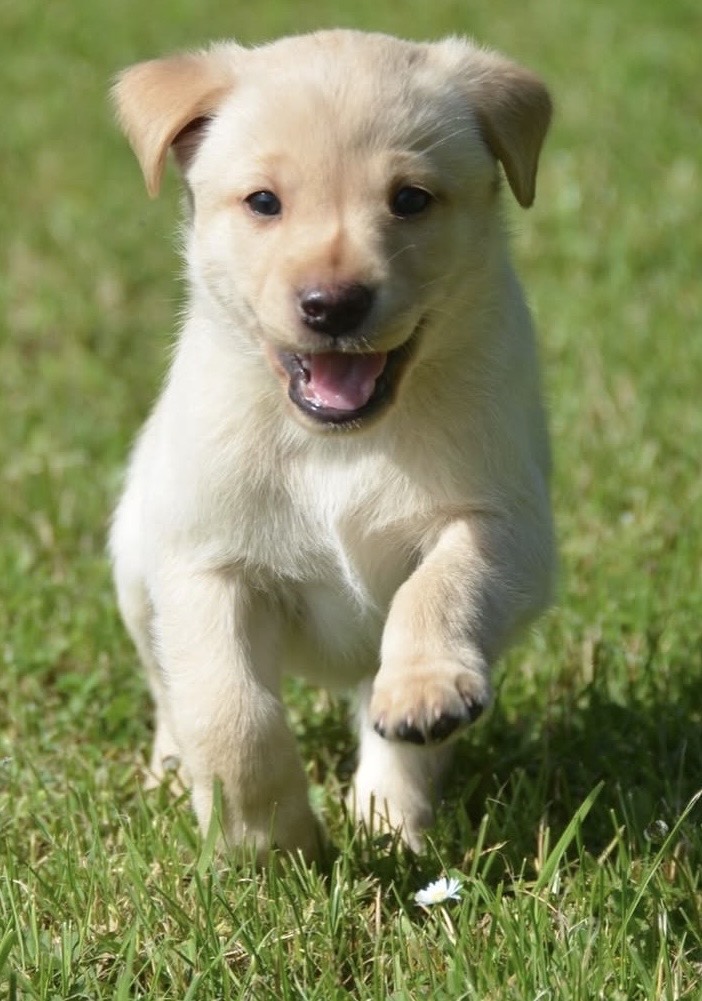 KOBI
