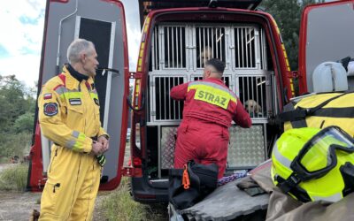 Szkolenie psów gruzowiskowych na poligonie w Żaganiu