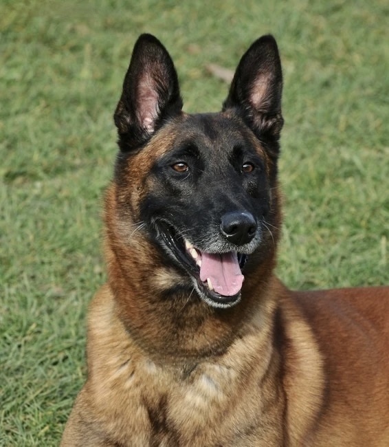 ANUBIS