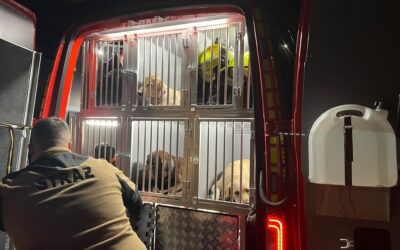 Szkolenie psów ratowniczych na poligonie wojskowym w Żaganiu.